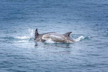 Baby Dolphin with her mother in the pacific ocean