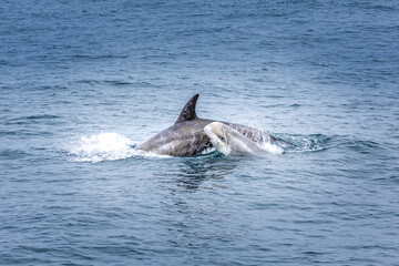 Obraz premium Baby Dolphin with her mother in the pacific ocean