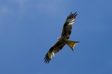 Ein Rotmilan am Himmel