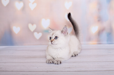 scottish straight kitten of light color