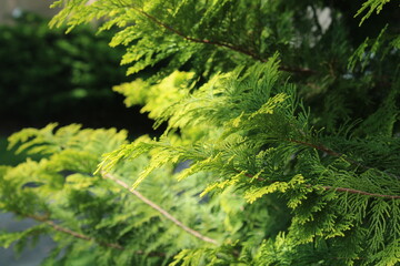 fern leaves in the park