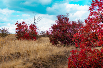 Obraz na płótnie Canvas red maple tree