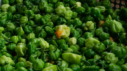 Green fresh and organic Scotch Bonnet in Sri Lanka