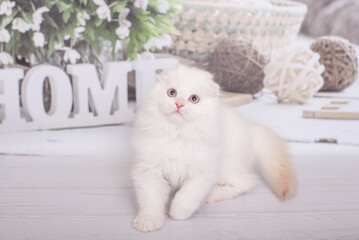 Fototapeta premium Scottish kitten highland fold white color