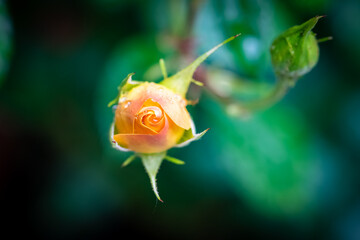Single orange rosebud in the garden, isolated flower, blurred background
