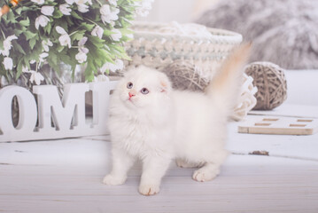 Scottish kitten highland fold white color