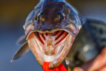 Close-up of caught pike fish trophy in water. Fishing background.Pike catch lure.