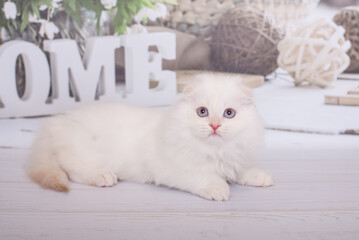 Obraz premium Scottish kitten highland fold white color