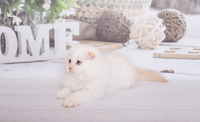 Scottish kitten highland fold white color