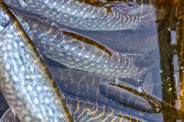 Close-up of caught pike fish trophy in water. Fishing background.Pike catch lure.