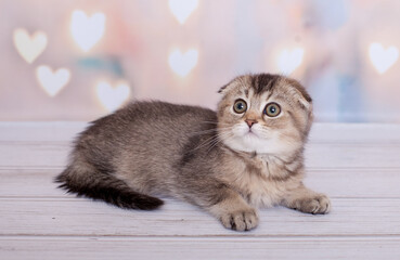 scottish fold kitten of dark color