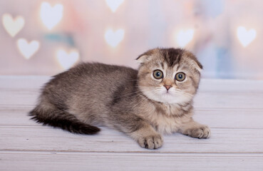 scottish fold kitten of dark color