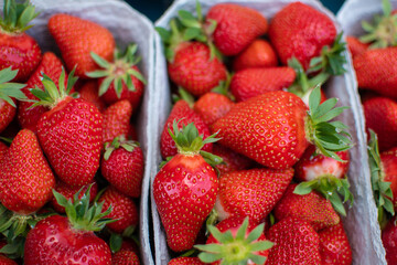 Saftig rote Erdbeeren im Sommer