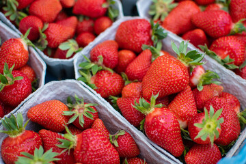 Saftig rote Erdbeeren im Sommer