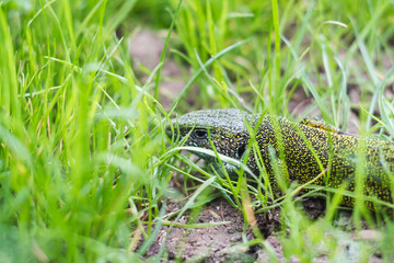 Obraz premium A green lizard in the meadow