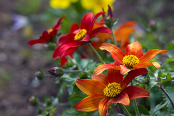 colorful flowers in the garden