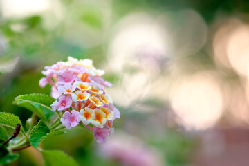 Group of flower blooming in garden with selective focus beauty background