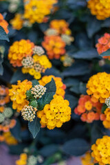 Orange gelb blühende Wandelröschen