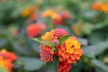 Orange lila blühende Wandelröschen