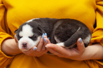 Puppy dog sleeps on female hands. Womans hands are holding newborn husky puppy. Pet care concept