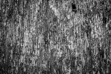 Old and rotten wooden wall. View close up