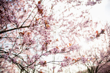 Spring pink blossom tree