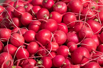 Young red radish roots on the market counter. Background. Texture.
