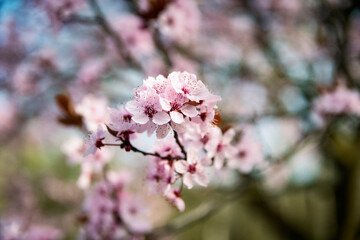 Spring blossom pink tree