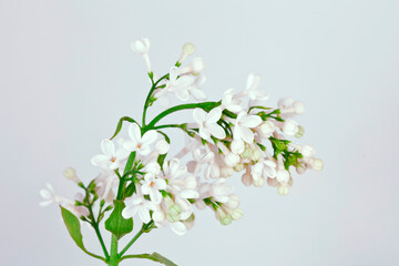 Blossoming branch of lilac (Syringa vulgaris). White flowers on a gray background.