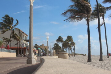 palm trees blowing in the wind