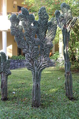 Cactus Cerebro, adorno de cualquier jard&iacute;n 