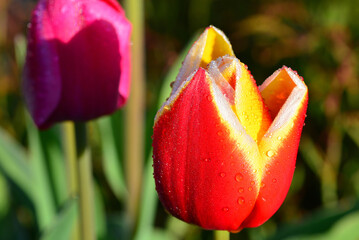 Red and yellow tulip with dew