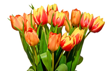 Bouquet of red and yellow tulips 