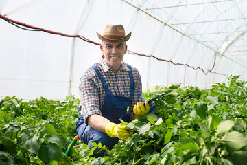 Plants are truly fascinating organisms.Middle-aged man works in a greenhouse