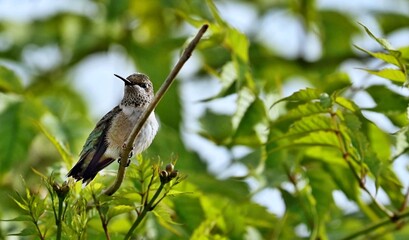 Found only in the Americas, hummingbirds are distinguished by their dazzling colors, diminutive size, and speedy flight. There are hundreds of species in the Americas, from Alaska to Tierra del Fuego.
