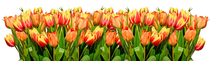 Big bouquet of red and yellow tulips