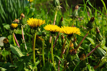 Blooming yellow flowers of medicinal dandelions bloomed