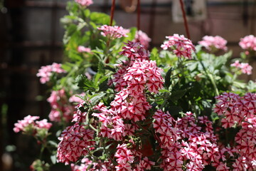 Obraz premium pink and white flowers