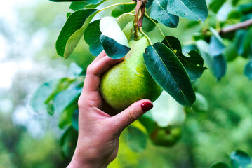 The hand takes a green pear on a tree. Harvesting of pears