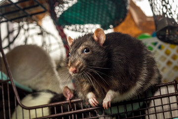 Adult Berkshire Pet Rat