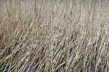 Abgestorbenes Reet