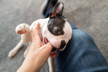 Boston Terrier puppy chewing or biting the thumb of the person she is playing with due to the fact she is teething. - 434620910