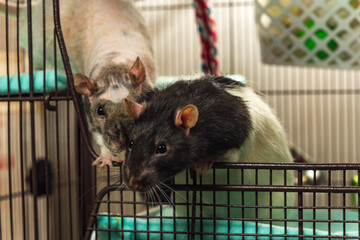 Pet Rat Friends