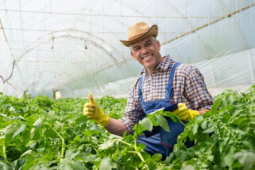 Plants are truly fascinating organisms.Middle-aged man works in a greenhouse