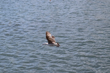 seagull in flight