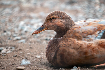 Close-up of a duck on the ground