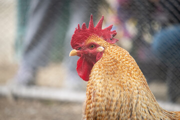 Close-up of a hen in the chicken coop