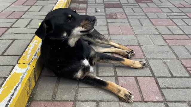A stray neutered black dog with a chip in its ear. Sad mongrel lying on the road in the city. Abandoned lone pet on the sidewalk in a summer Park.