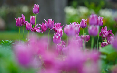 Beautiful purple tulip flowers background