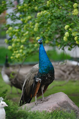 Peacock male posing on a beautiful greenery background